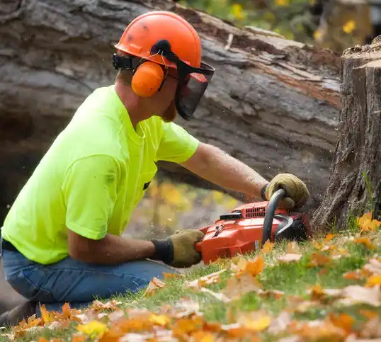 tree services South St. Paul